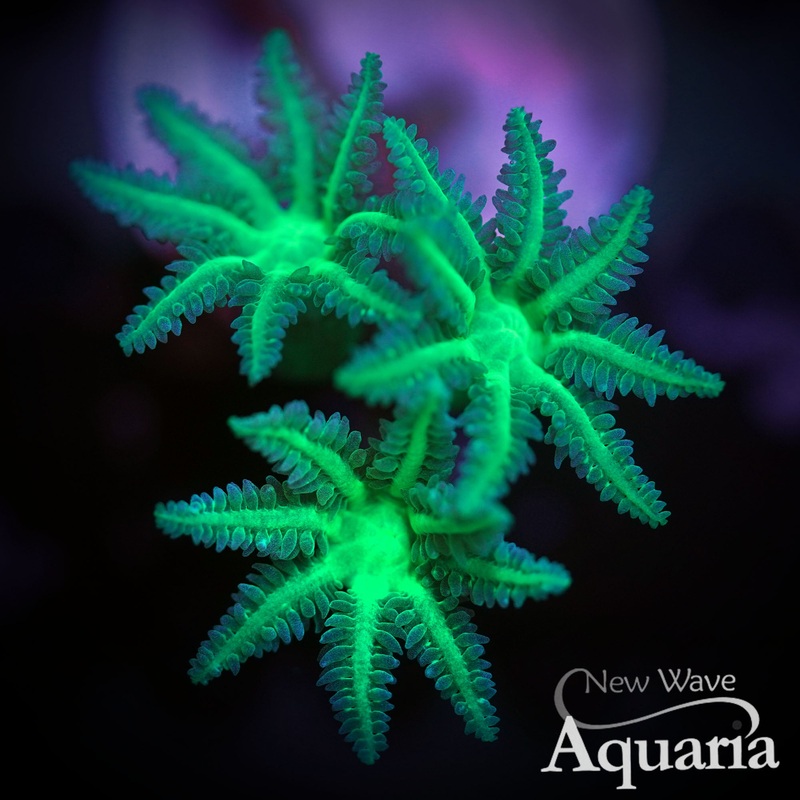 Neon Clove Polyps