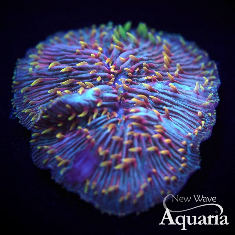 Rainbow Diaseris Plate Coral WYSIWYG