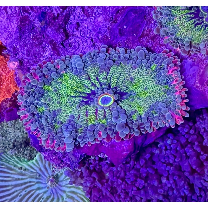 Razzle Dazzle Rhodactis