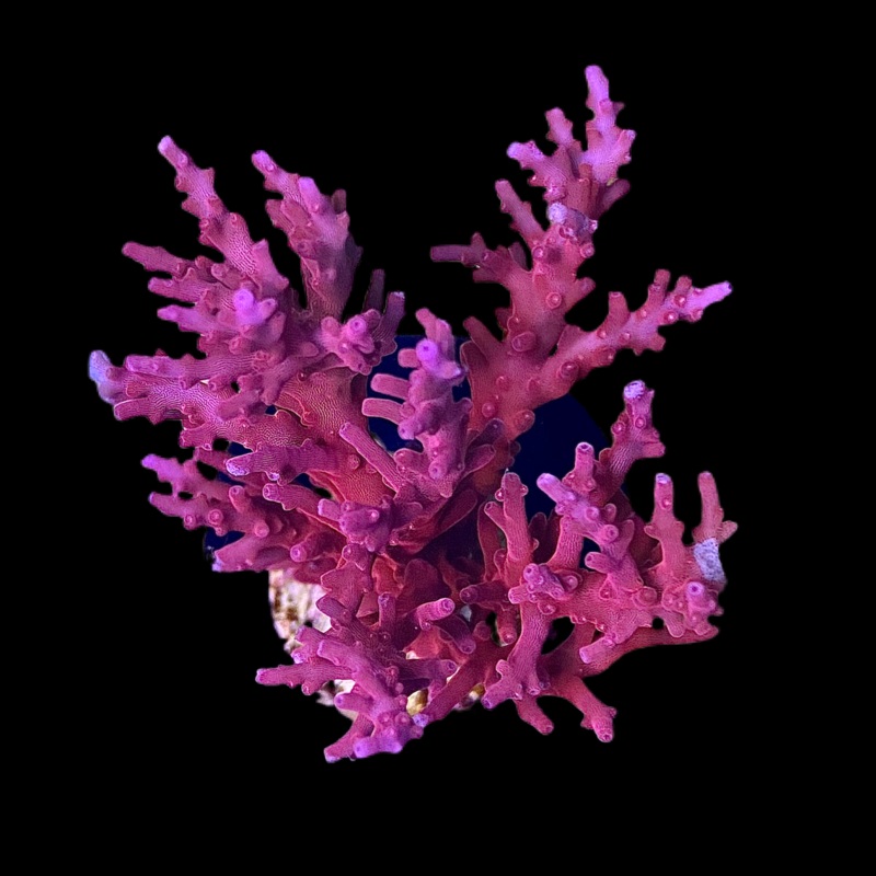 Red Dragon Acro