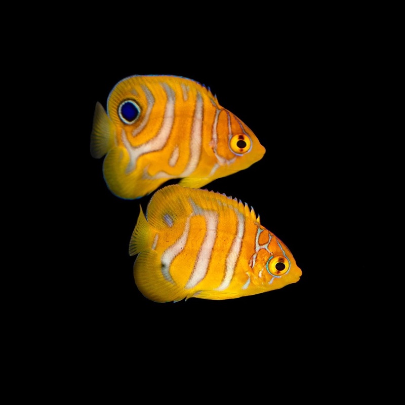 Regal Angelfish (Biota Captive Raised)