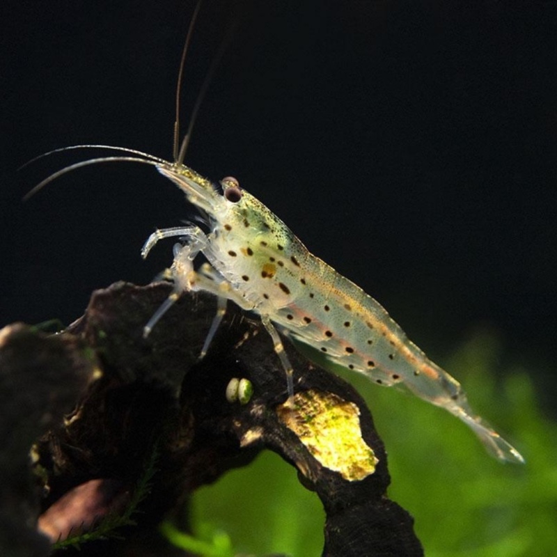Shrimp Amano Aka Yamato 4cm | Single