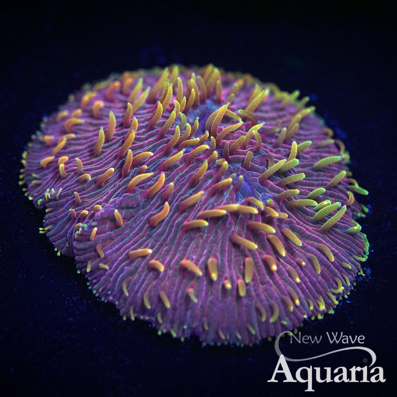 Summer Sunset Diaseris Plate Coral WYSIWYG