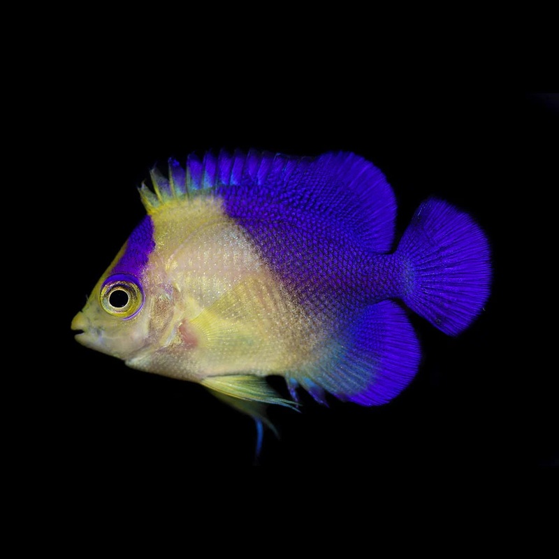 Venustus Angelfish (Bali Aquarich Captive Raised)