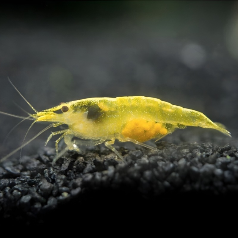 Shrimp Pumpkin Yellow | Single