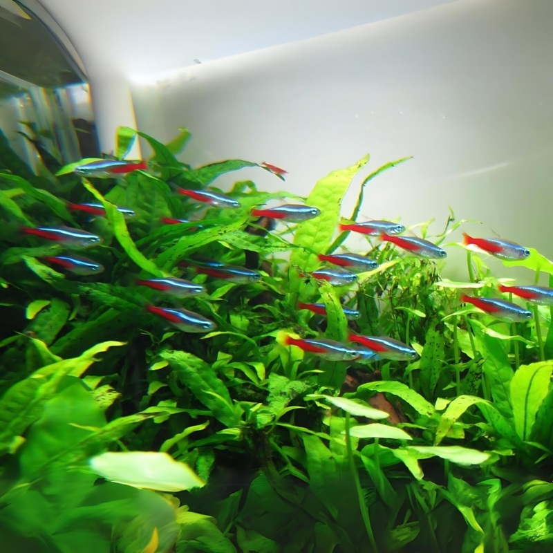 Neon Tetra | Planted Tank Fish | Semi Adult | Single
