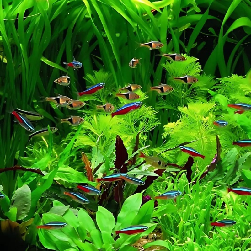 Plant Tank Fish Assorted (Pair) = Neon TetraCardinalHarlequin RasboraRed EmberLamp Eye
