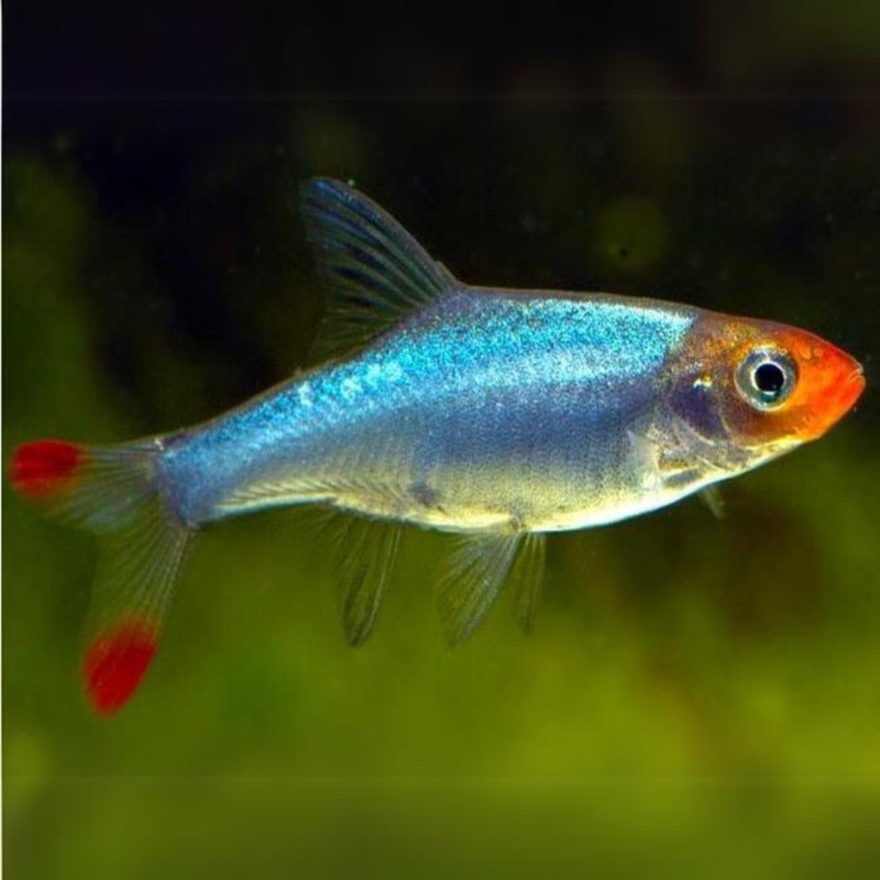 Sabwa Rasbora | Asian Rummy Nose | Planted Tank Fish | Pair