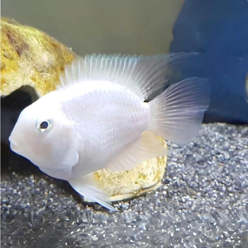White Polar Parrot (2 Cms) | Single