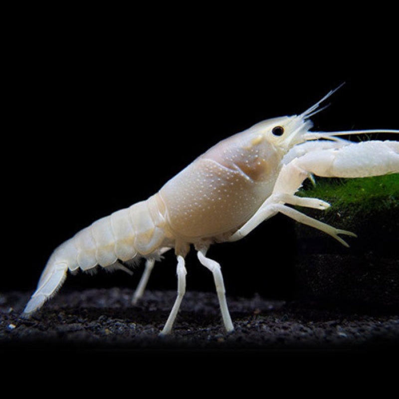 Lobster White Crayfish (7-8 Cms) | Single