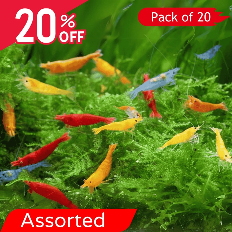Neocaridina Primary Color Shrimps Assorted (Pack Of 20)