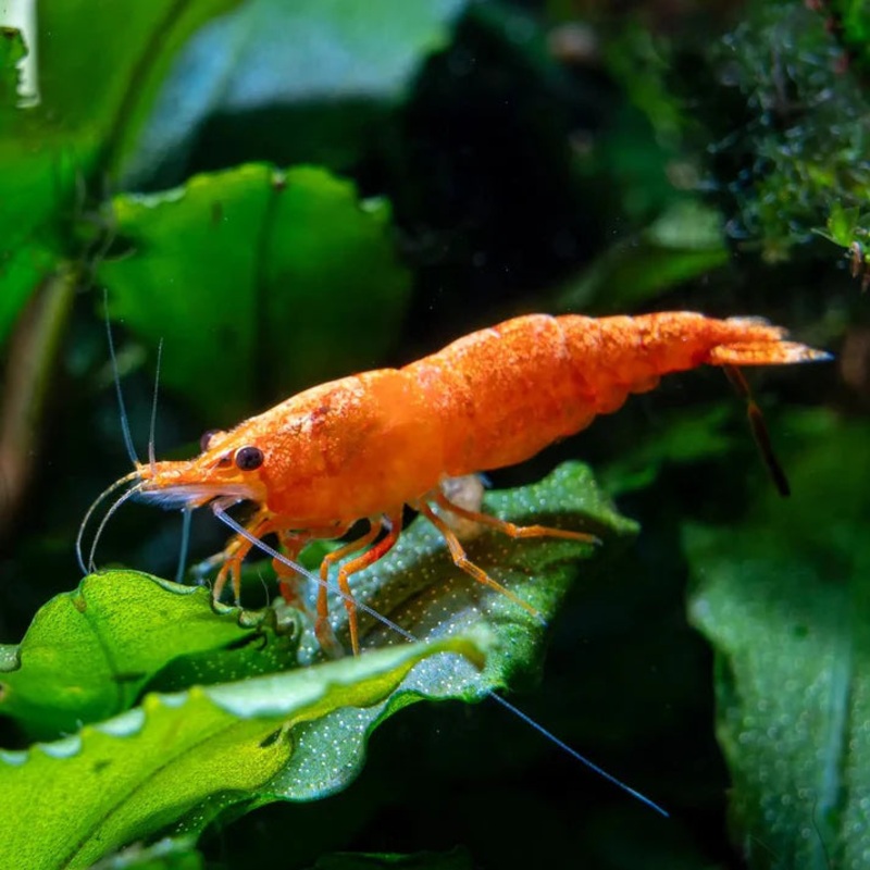 Shrimp Orange | Single