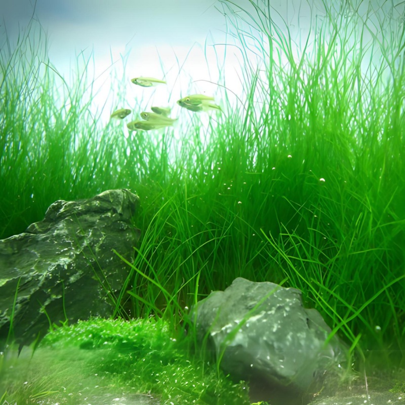Sreepadma A53 Eleocharis acicularis | TC Live Plant