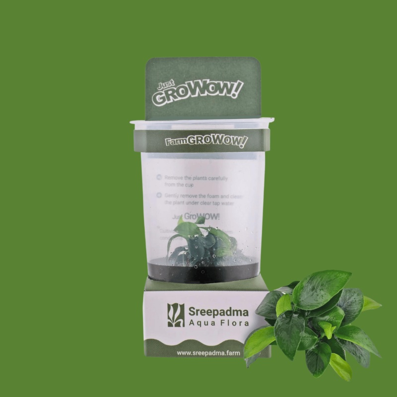 Sreepadma B5C Anubias Nana / Dwarf Anubias | Cup Live Plant