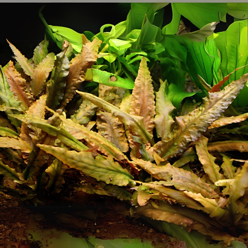 Sreepadma D58 Cryptocoryne Wendetii Tropica | TC Live Plant