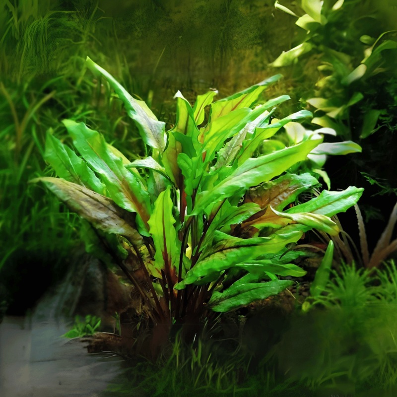 Sreepadma D69 Cryptcoryne Wendetii Green | TC Live Plant