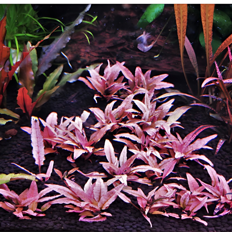Sreepadma D70 Cryptocoryne Wendtii Pink Panther | TC Live Plant