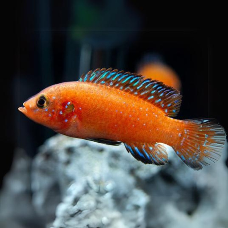 Turkana jewel Cichlid (7-8 Cms) | Adult | Single
