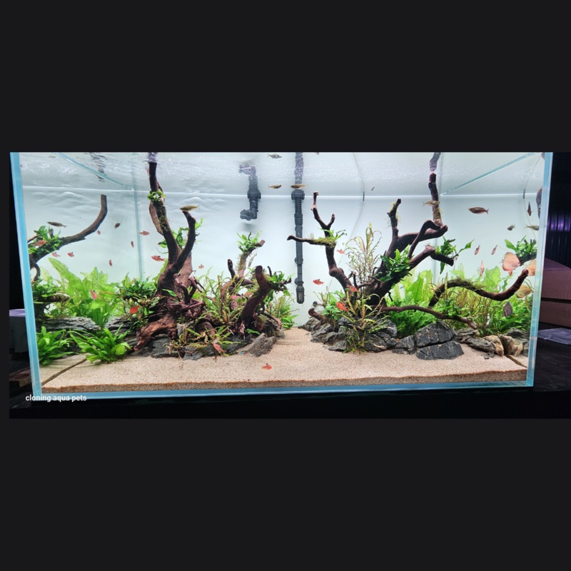 4 Feet Ultra Clear Open Tank (L*W*H = 120*60*60 Cms) | 12mm