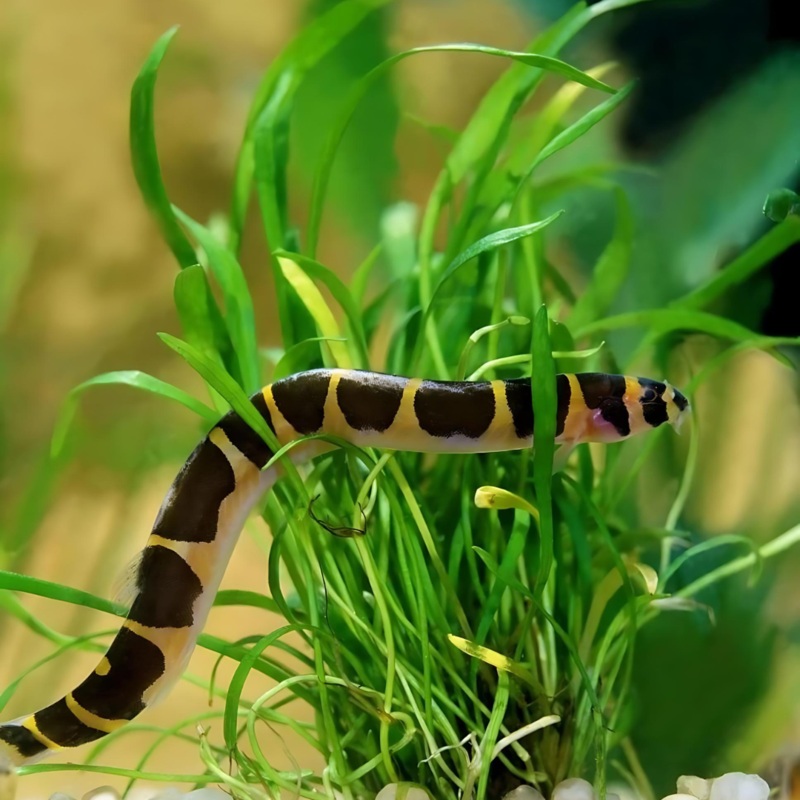 Jumbo Size Kuhli Loach | Single (Full Adult)