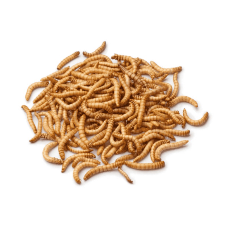 Meal Worms Live