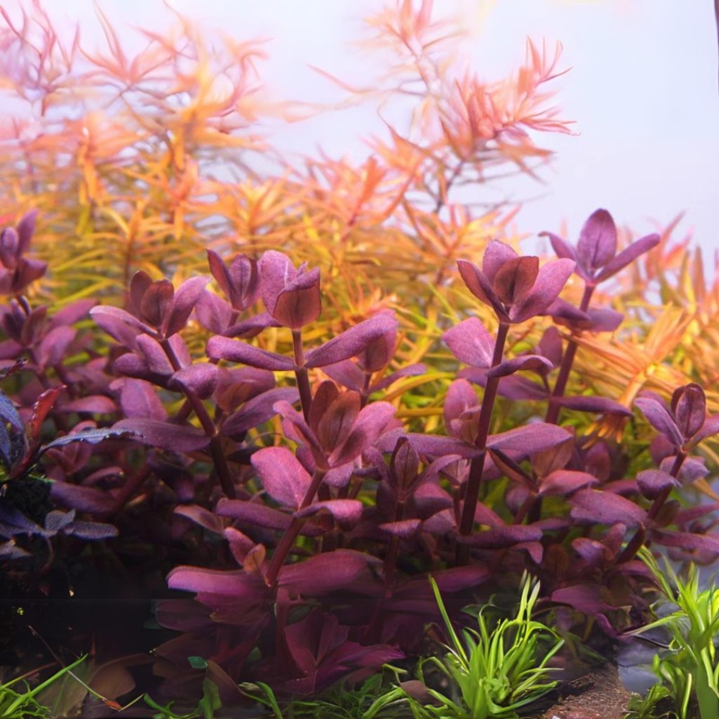 Sreepadma C117 Bacopa Salzmanii Purple var SG | TC Live Plant
