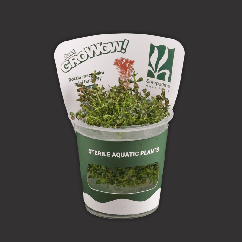 Sreepadma C58 Rotala Macrandra 'mini butterfly' | TC Live Plant