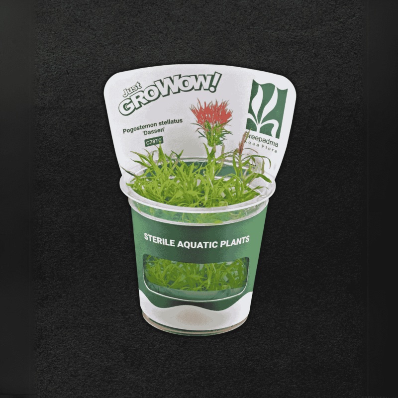 Sreepadma C78 Pogestomon stellatus 'Dassen | Tc Live Plant