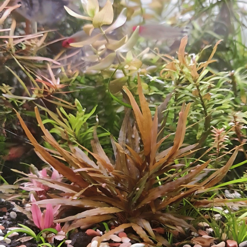 Sreepadma D71 Cryptocoryne Axelrodi | TC Live Plant