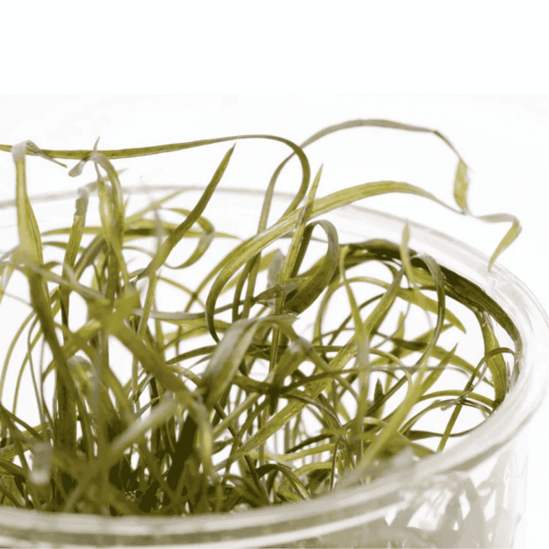 Sreepadma D85 Cryptocoryne Crispatula Var Tonkinensis | TC Live Plant
