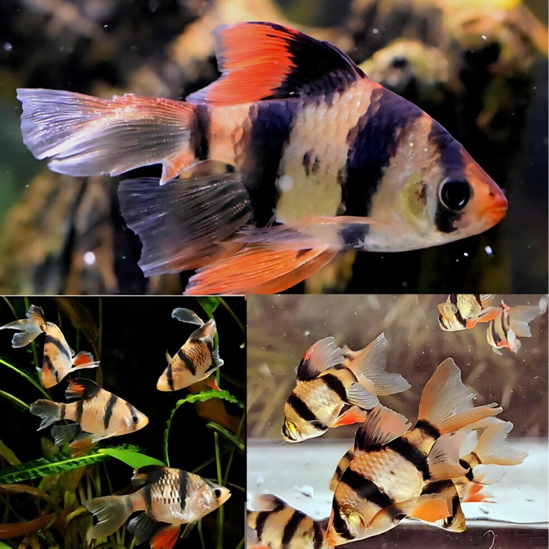 Tiger Barb Veil tail | Single