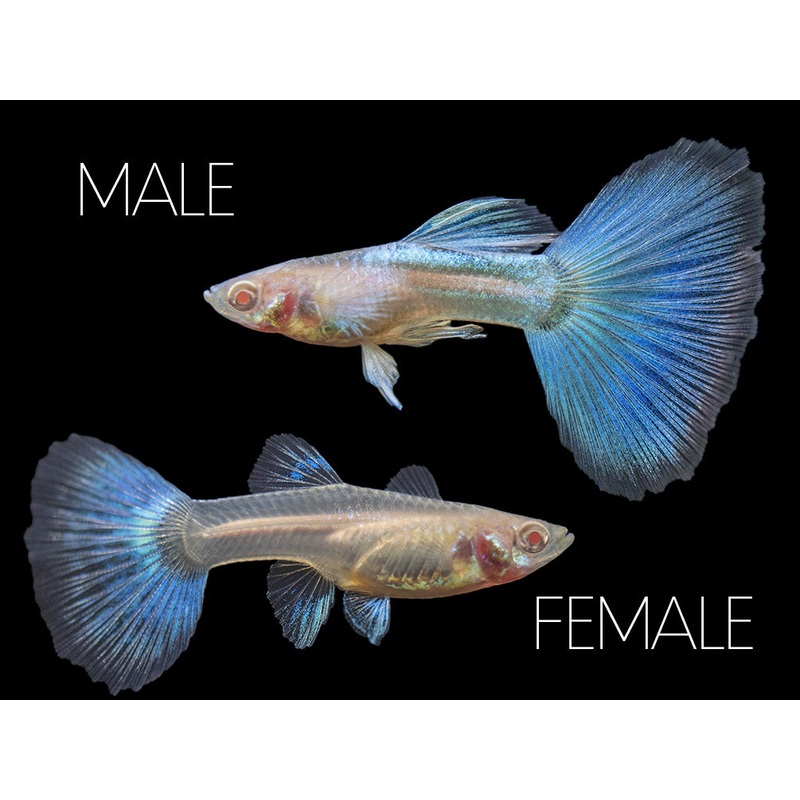 Albino Sky Blue Guppy (Poecilia reticulata), Tank-Bred!