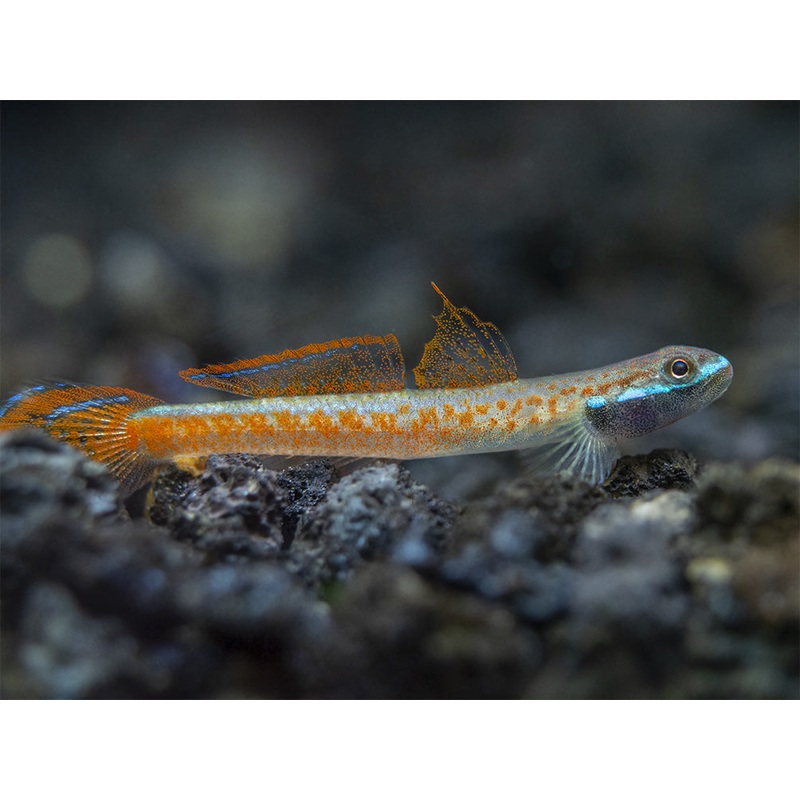 Annie's Dwarf Goby (Stiphodon annieae)