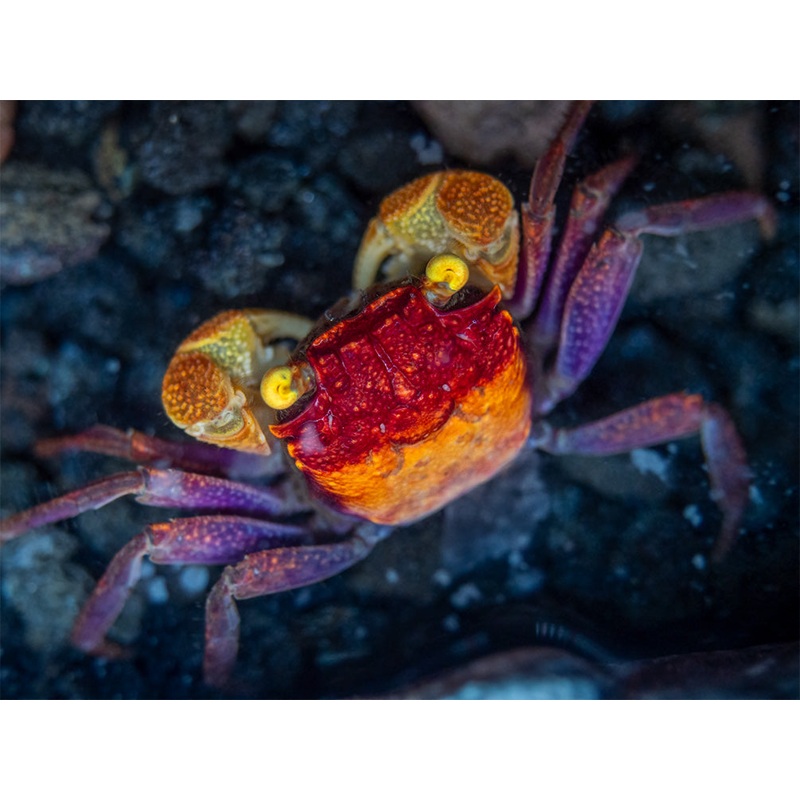 Apricot Vampire Crab (Geosesarma sp.)