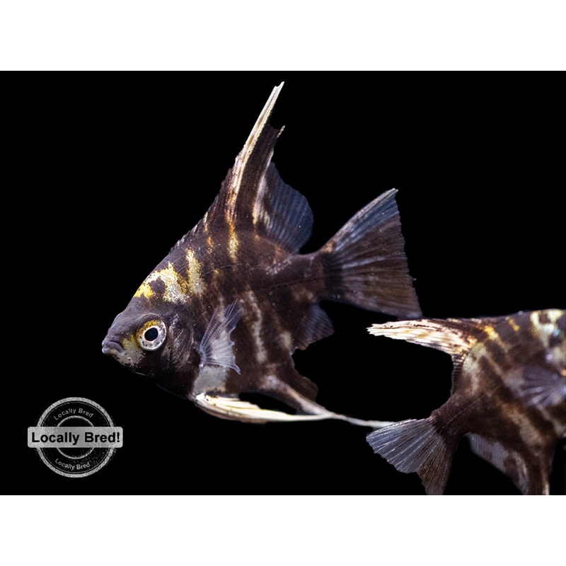 Assorted Angelfish (Pterophyllum scalare) - Locally Bred!