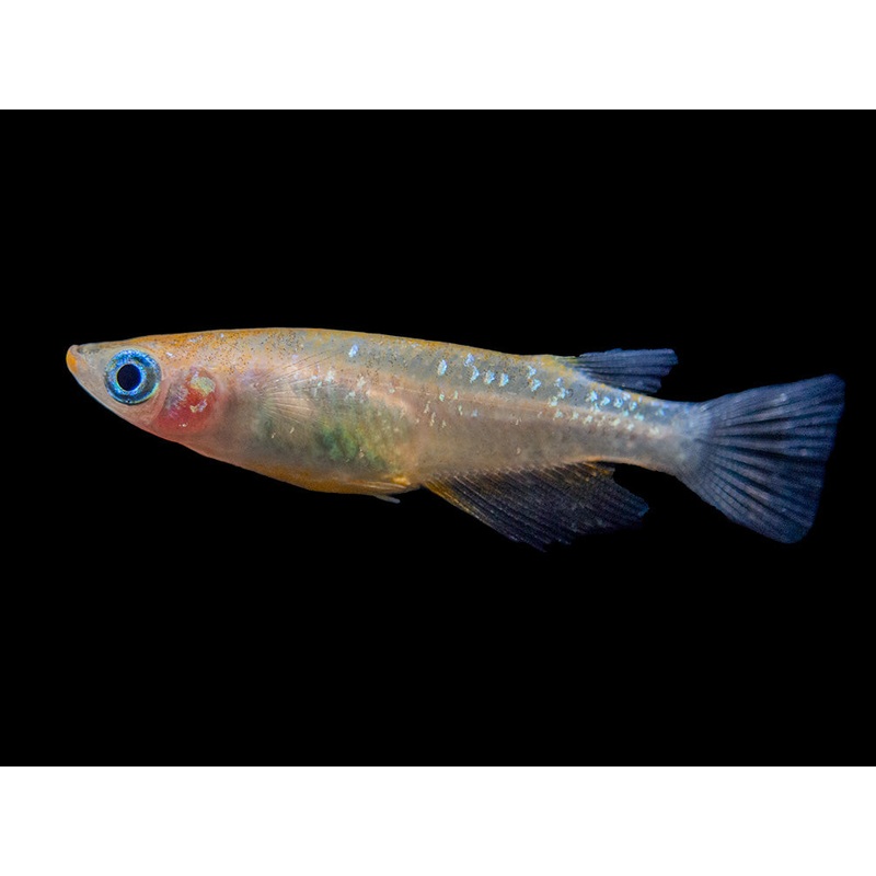 Assorted Medaka Ricefish aka Japanese Ricefish/Killifish (Oryzias latipes) - Tank-Bred!