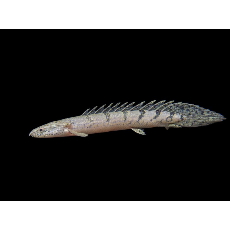 Barred AKA Armored Bichir (Polypterus delhezi) - Tank-Bred!