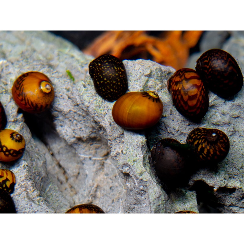 Batik Nerite Snail (Neritina variegata)