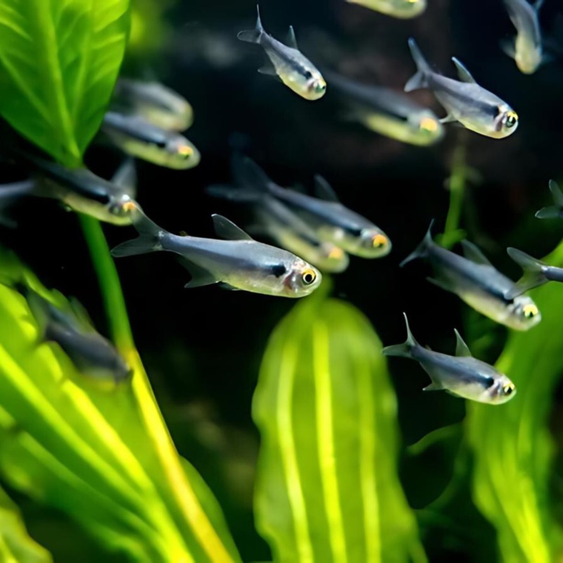 Black Neon Tetra | Planted Tank Fish | Single