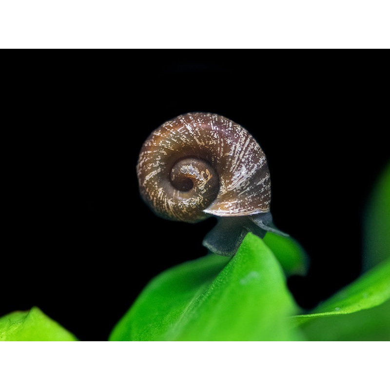 Black Ramshorn Snail (Indoplanorbus exustus)