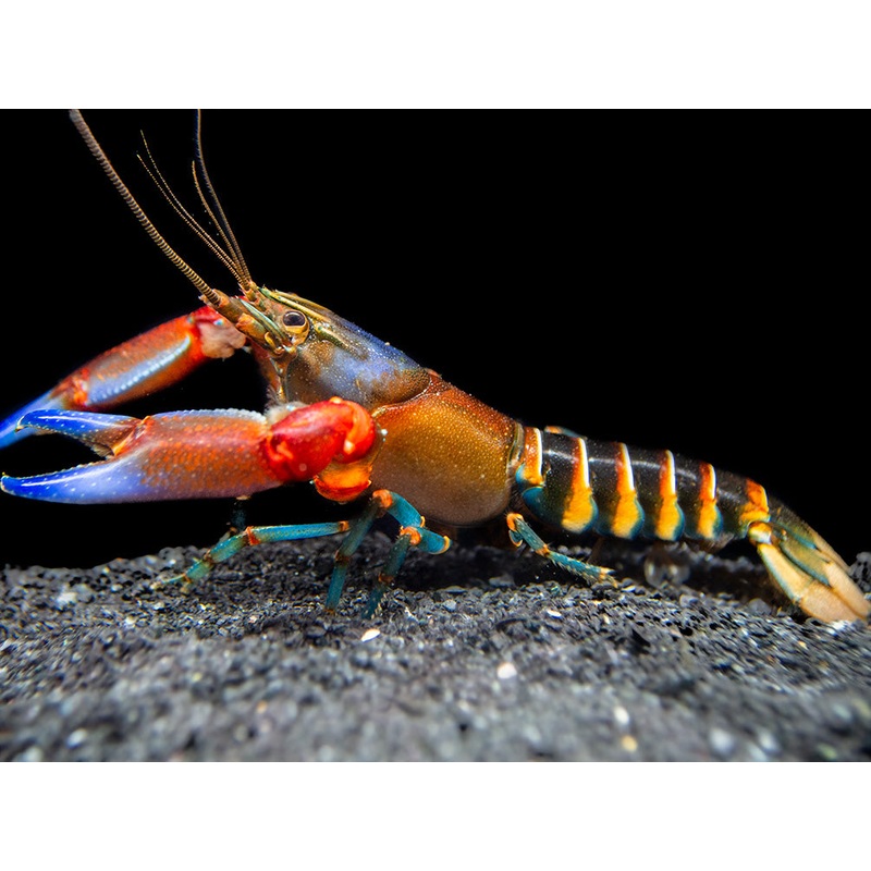 Blue Claw Zebra Crayfish (Cherax peknyi)