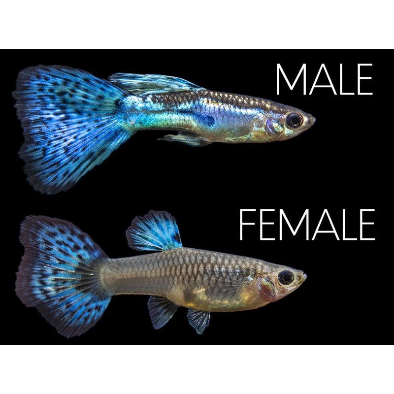 Blue Grass Tail Guppy (Poecilia reticulata), Tank-Bred!