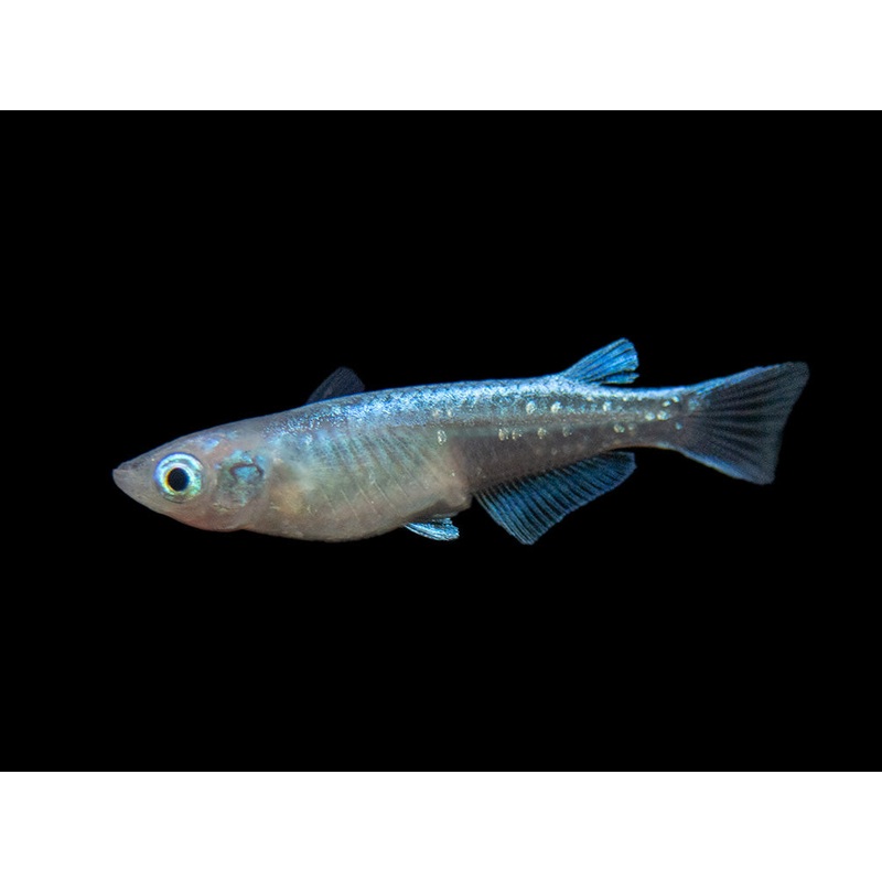 Blue Miyuki Medaka Ricefish aka Japanese Ricefish/Killifish (Oryzias latipes), Tank-Bred