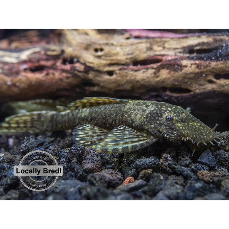 Bristlenose Pleco (Ancistrus cf. cirrhosus) - Locally Bred!