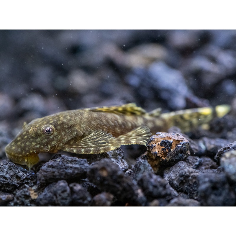 Bristlenose Pleco (Ancistrus cf. cirrhosus) - USA Bred!