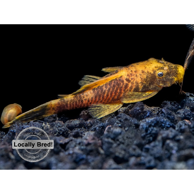 Calico Bristlenose Pleco (Ancistrus sp.), Locally-Bred