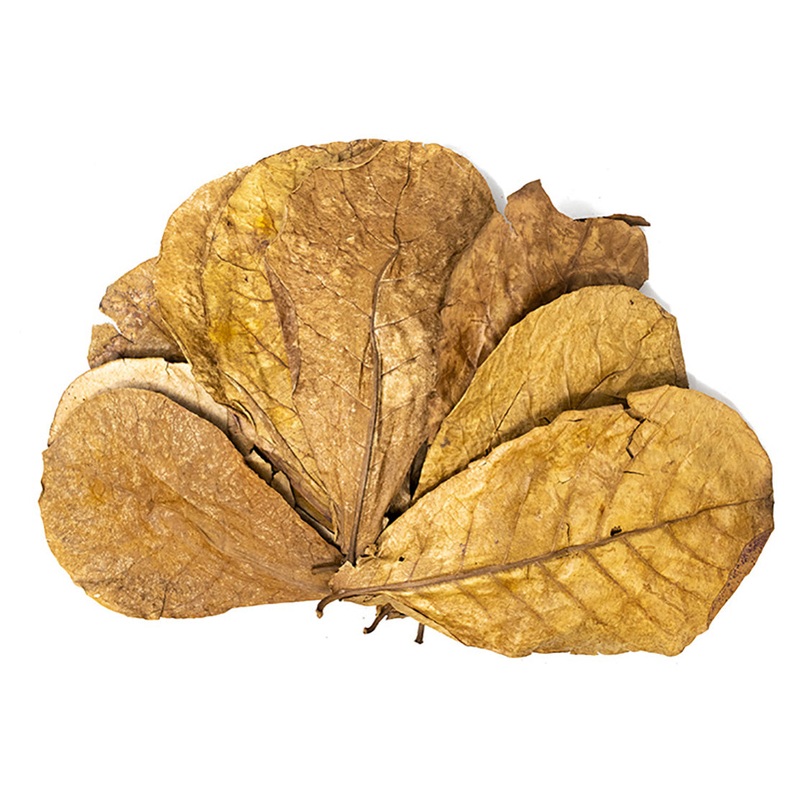Catappa AKA Indian Almond Leaves