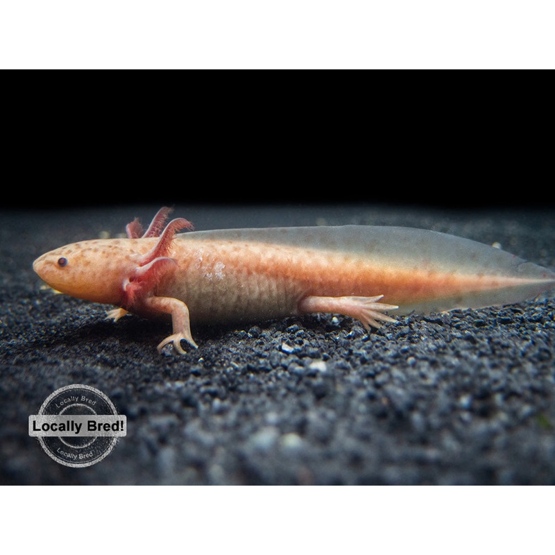 Copper Axanthic Axolotl (Ambystoma mexicanum), Locally Bred!