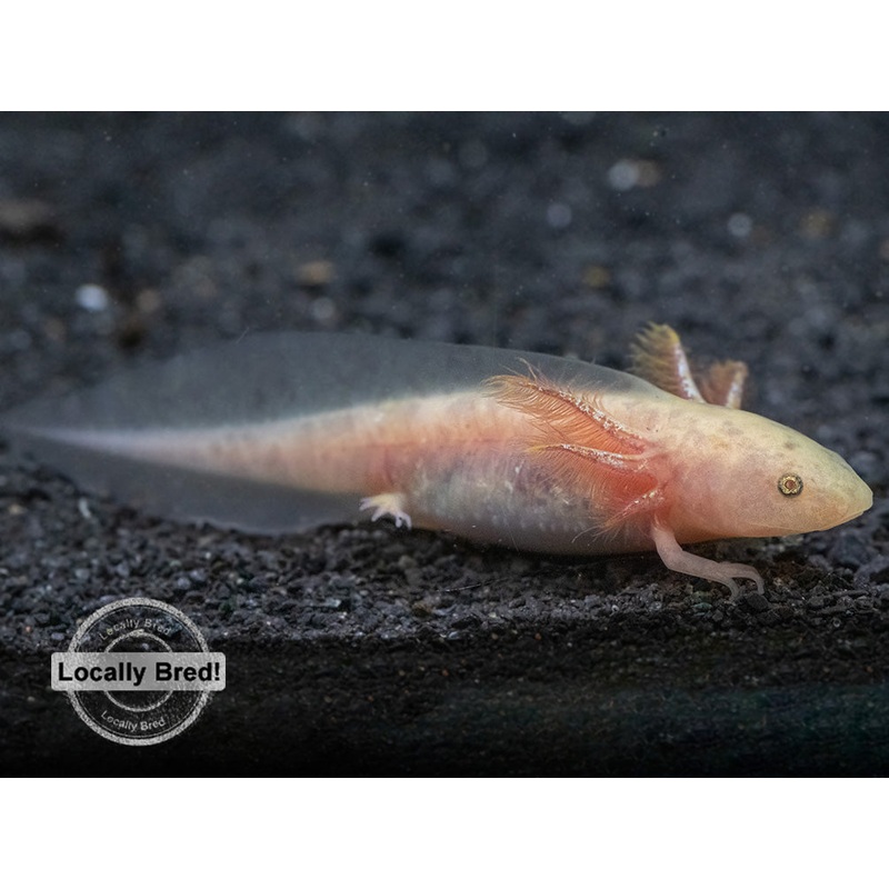 Copper Axolotl (Ambystoma mexicanum), Locally Bred!
