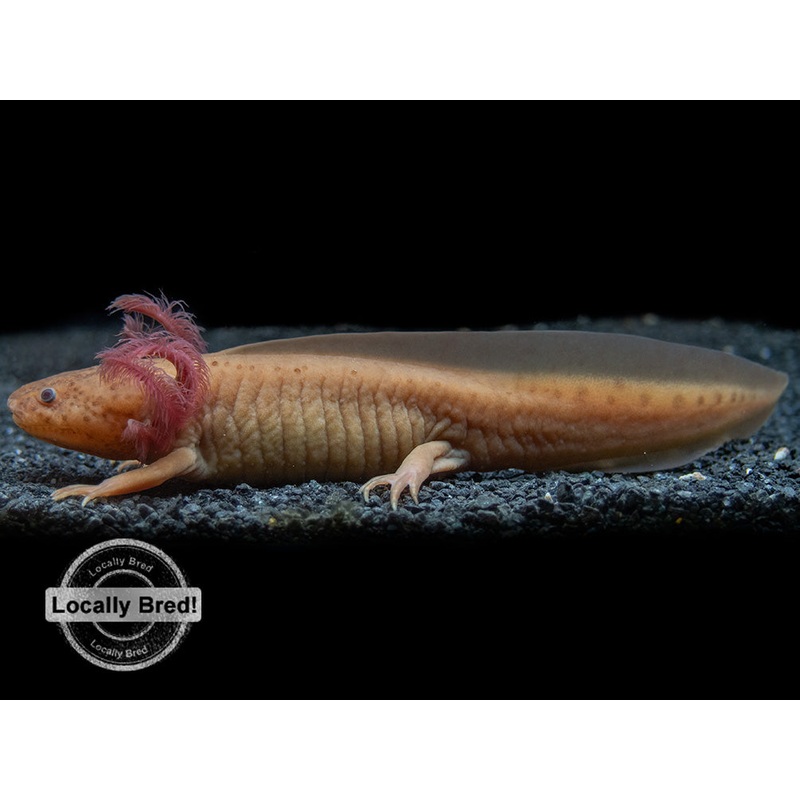 Copper Melanoid Axolotl (Ambystoma mexicanum), Locally Bred!